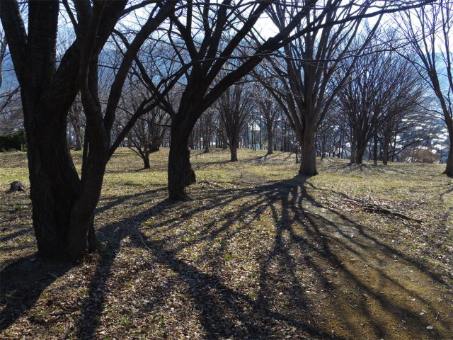 公園の樹影
